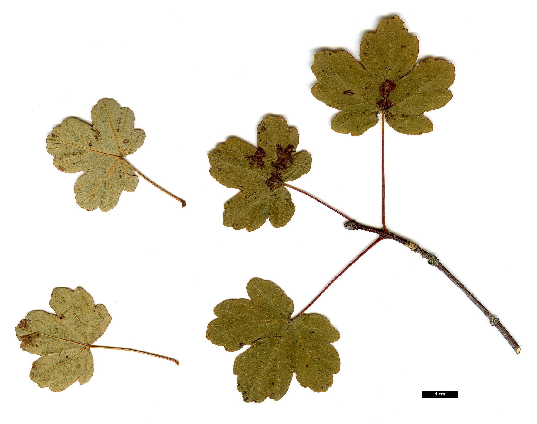 High resolution image: Family: Sapindaceae - Genus: Acer - Taxon: hyrcanum - SpeciesSub: subsp. keckianum